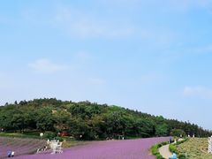 -大塘金香草谷