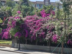 -四川大学(望江校区)