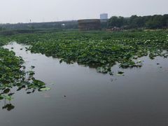 -荷塘月色湿地公园·向阳花洲