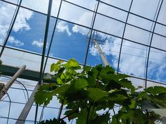 -马陆小张葡萄园农家乐