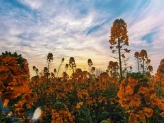 -中国天府农业博览园