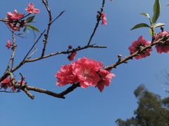 -南国桃园旅游度假区