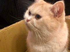 -猫猫幼稚园·撸猫·桌游·电玩