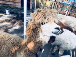 -萌宠亲子动物乐园(槐房万达店)