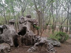 -塘沽森林公园