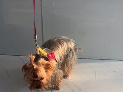 -乖乖宠物医院·猫科·急重症中心(车站北路分院)