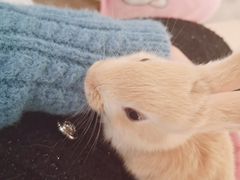 -浣熊柯尔鸭土拨鼠·电玩咖