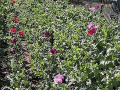 -国家植物园南园