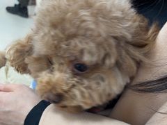 -美联众合动物医院·24h京西诊疗中心