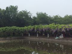 -嘉定紫藤园