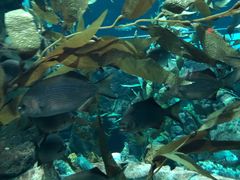 -瑞普利水族馆