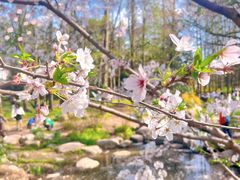 -上海共青森林公园