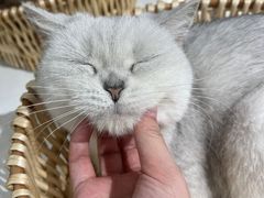 -怪兽屋·羊驼·猫咖·狗咖(俊华广场店)