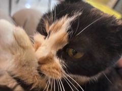 -平行世界·猫咖(首经贸店)