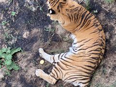 -新疆天山野生动物园