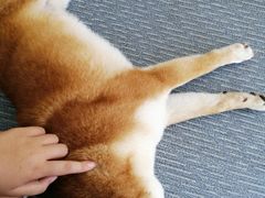 -柴源莊·柴小宠柴犬咖啡
