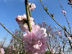 -南汇桃花村