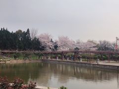 -嘉定紫藤园