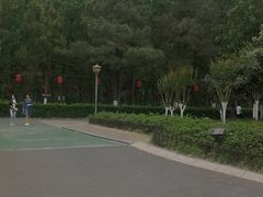 -合肥滨湖国家森林公园