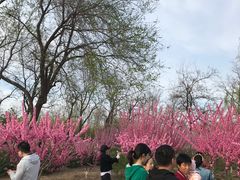 -永定河休闲森林公园