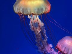 -海合安成都极地海洋公园