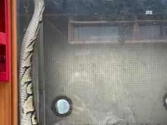 -上海大自然野生昆虫馆(东方明珠·爬宠昆虫探索中心)