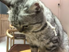 -Heymao猫咖.咖啡厅(东门店)