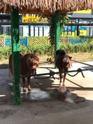 -萌宠亲子动物乐园(槐房万达店)