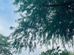 -荔湾湖公园