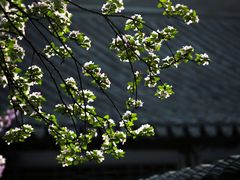-莫愁湖公园