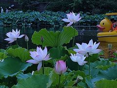 -桂湖森林公园