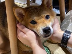 -逗柴咖啡屋·狗咖猫咖宠物桌游