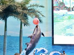 -海合安成都极地海洋公园
