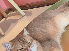 -藏猫猫咖啡主题馆(中央大道店)