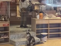 -米乐乖乖猫咪咖啡馆·猫咖(深圳湾后海汇店)