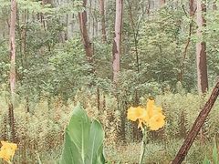 -合肥滨湖国家森林公园