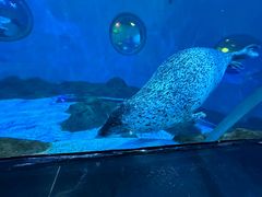 -海合安青岛极地海洋公园