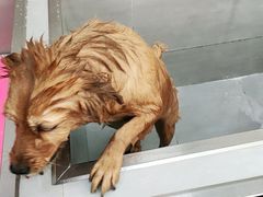 -宠福鑫康馨动物医院·骨科·眼科