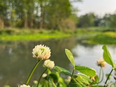 -桤木河湿地公园