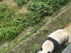 -都江堰中华大熊猫苑