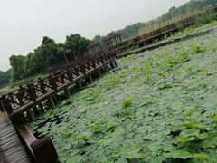 -荷塘月色湿地公园·向阳花洲
