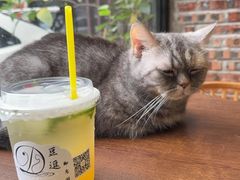 -豆逗聊愈猫阁Easy Life