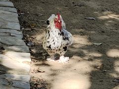 -秦皇岛野生动物园