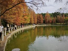 -金花茶公园