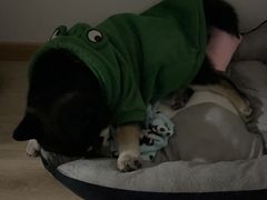 -翊宠yipet猫狗购宠庄园犬舍•猫舍