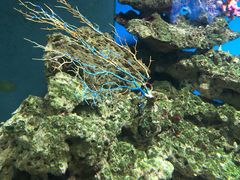 -御唐府海珊瑚主题餐厅