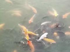 -惠州西湖风景名胜区-丰渚园