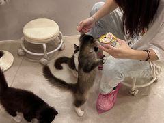 -共舞时光猫咖·狗咖(新街口店)