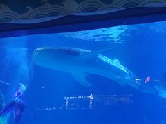 -烟台海昌鲸鲨海洋公园