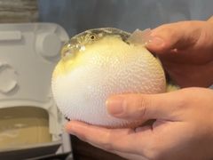 -肆月河豚·新淮扬(金融街店)